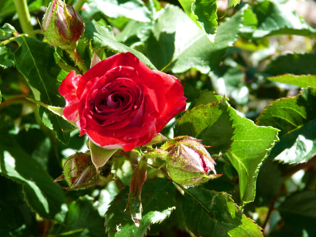 Алая  роза - Валентин Семчишин