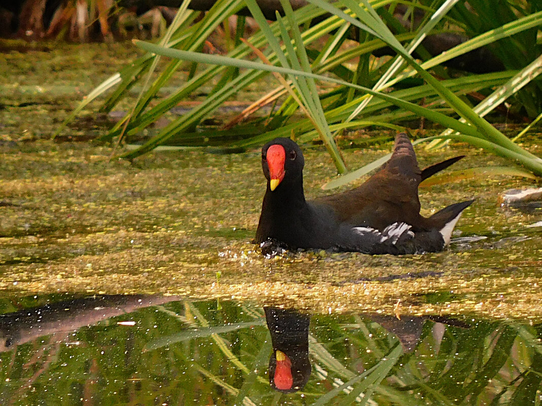 Камышница - Лина 