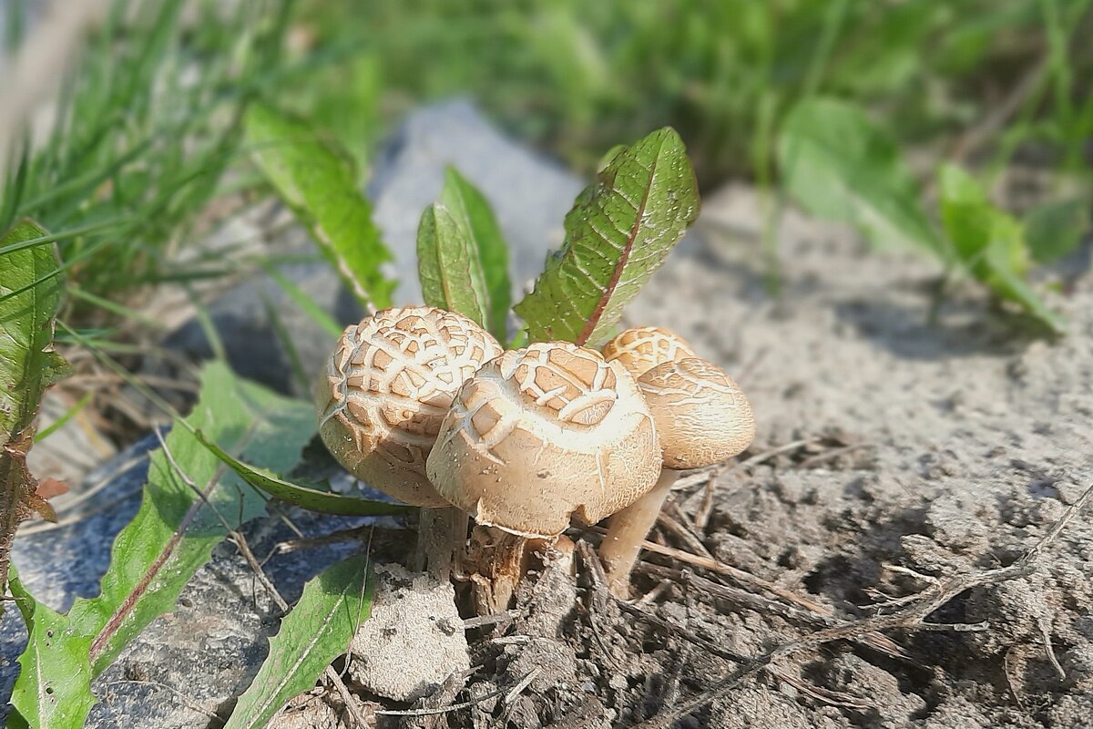 Вышли на Солнышко - Сеня Белгородский Вышли на Солнышко - Сеня Белгородский