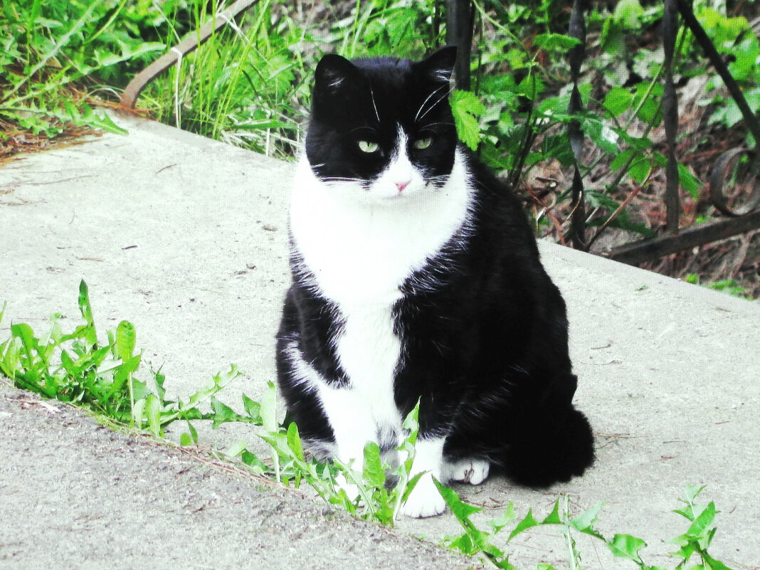 Наблюдатель - Людмила Смородинская Наблюдатель - Людмила Смородинская