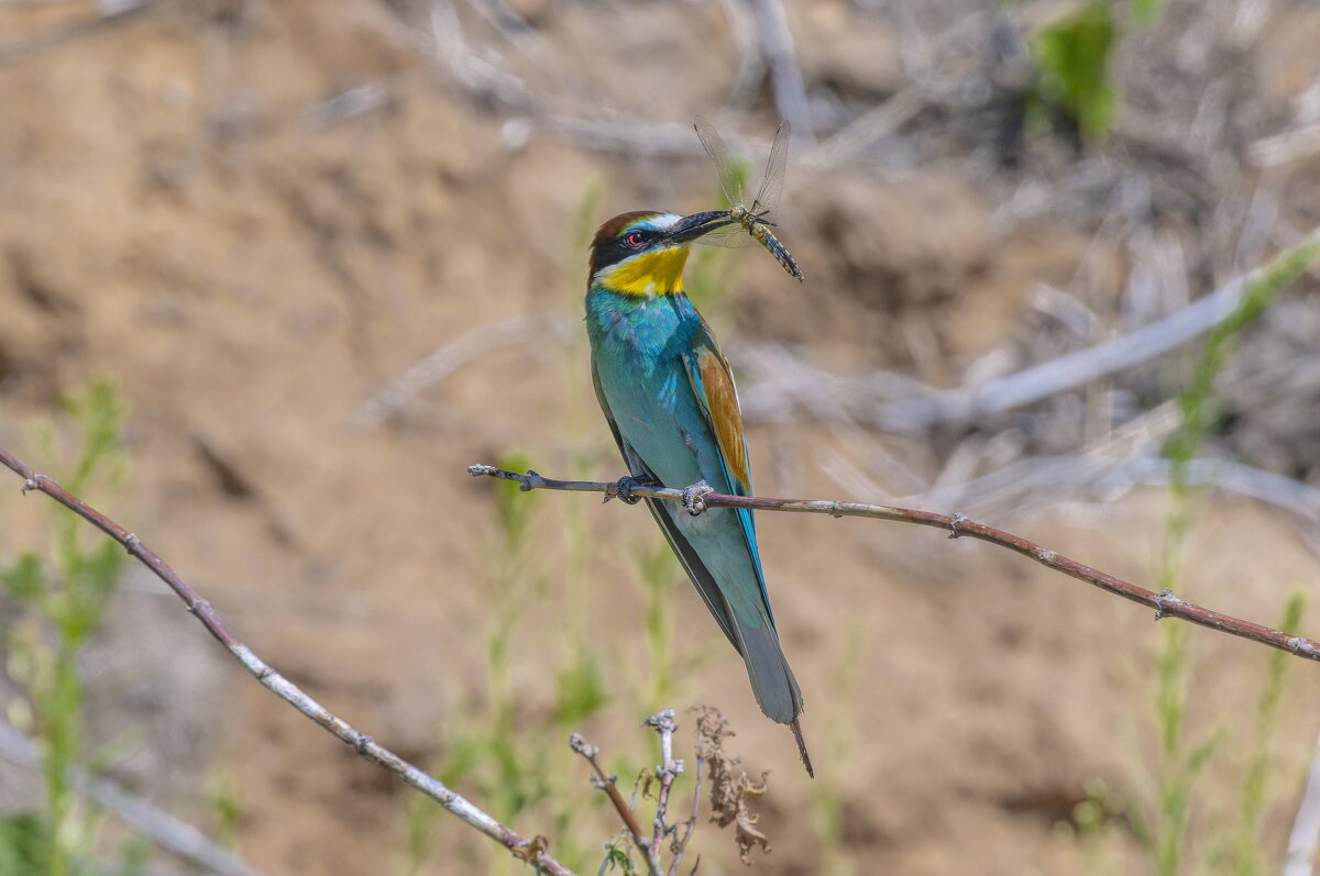 золотистые щурки - юрий макаров золотистые щурки - юрий макаров