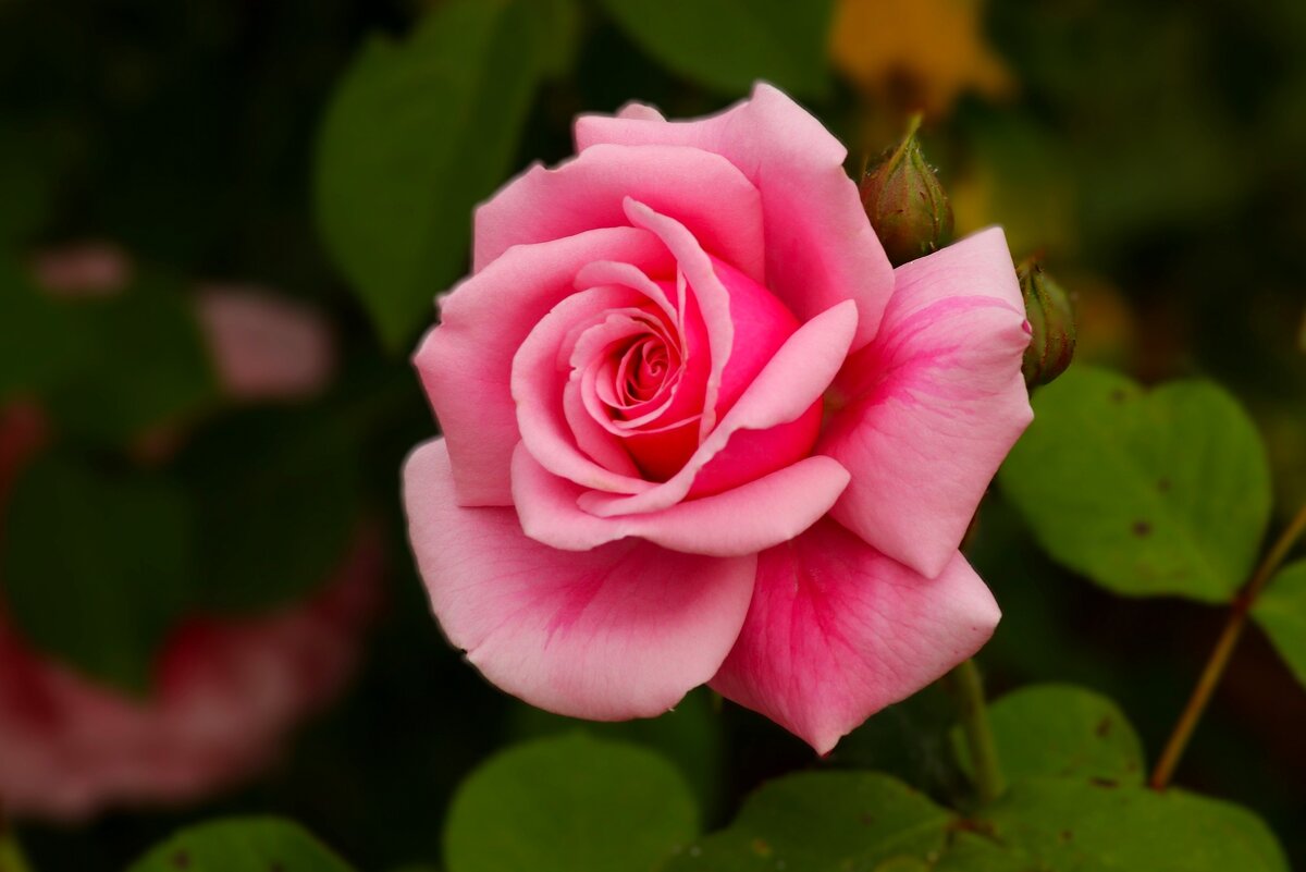 Доброе утро - Юрий. Шмаков Доброе утро - Юрий. Шмаков