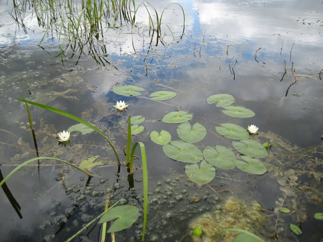 "Лилии в пруду" - Anna Ivanova "Лилии в пруду" - Anna Ivanova