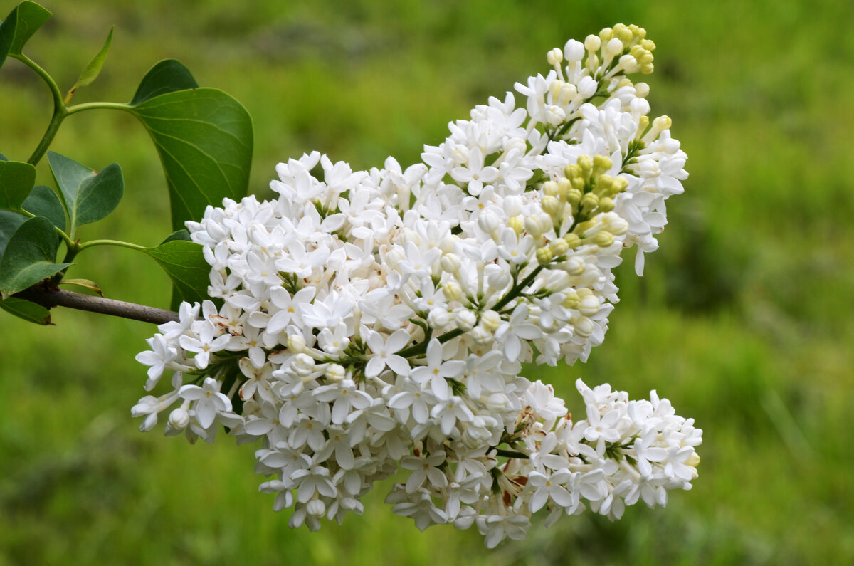 Весенняя Москва. МГУ. - Наташа *****