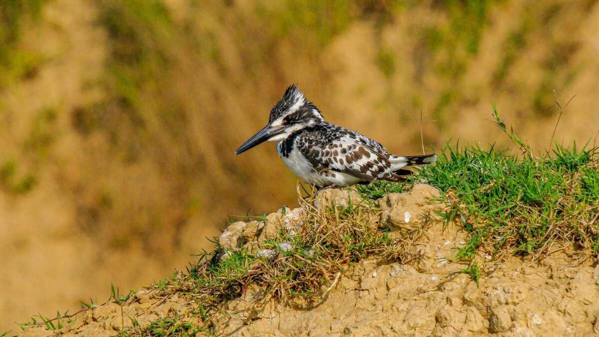 Малый пегий зимородок - Георгий А Малый пегий зимородок - Георгий А