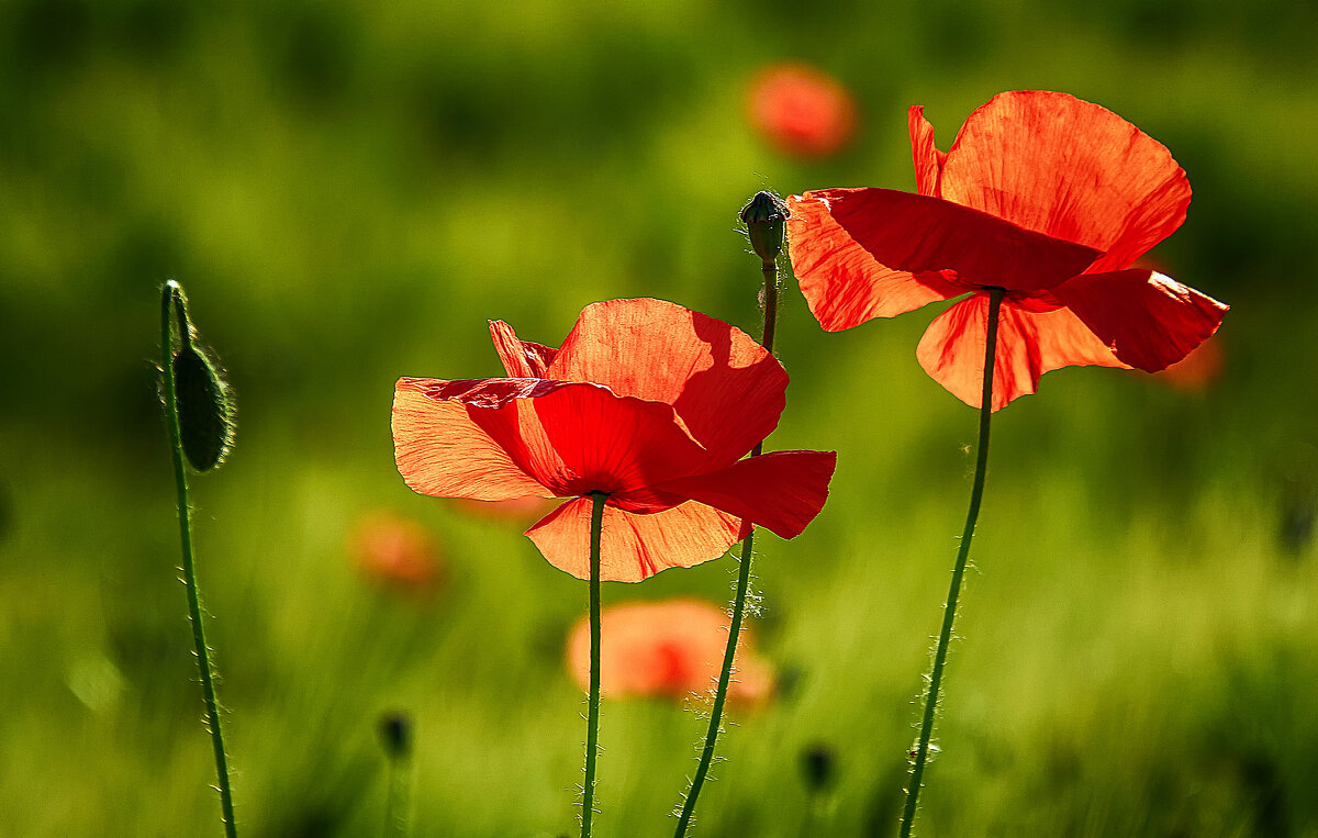 ***** - Андроник Александр 