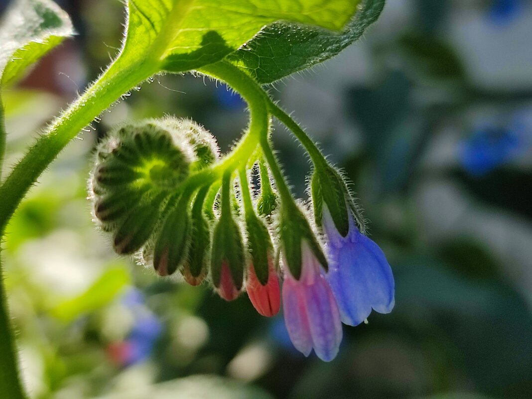 Окопник - Валентина Богатко Окопник - Валентина Богатко