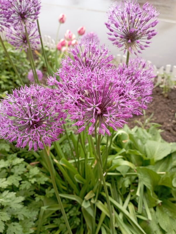 В мае месяце - Елена Семигина В мае месяце - Елена Семигина