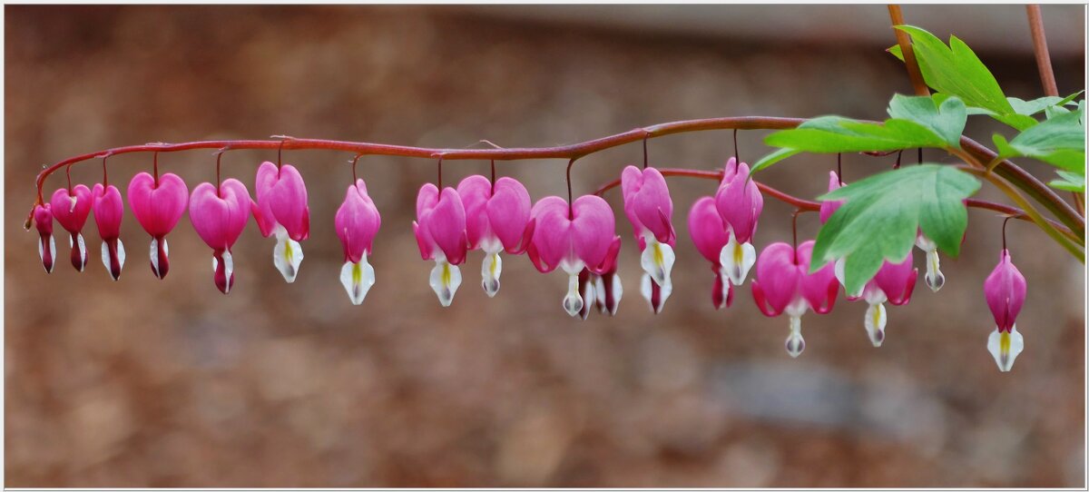 СЕРДЕЧКИ... - Elvira E. СЕРДЕЧКИ... - Elvira E.