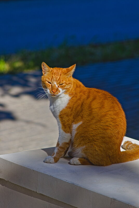 Рыжик - Giant Tao /