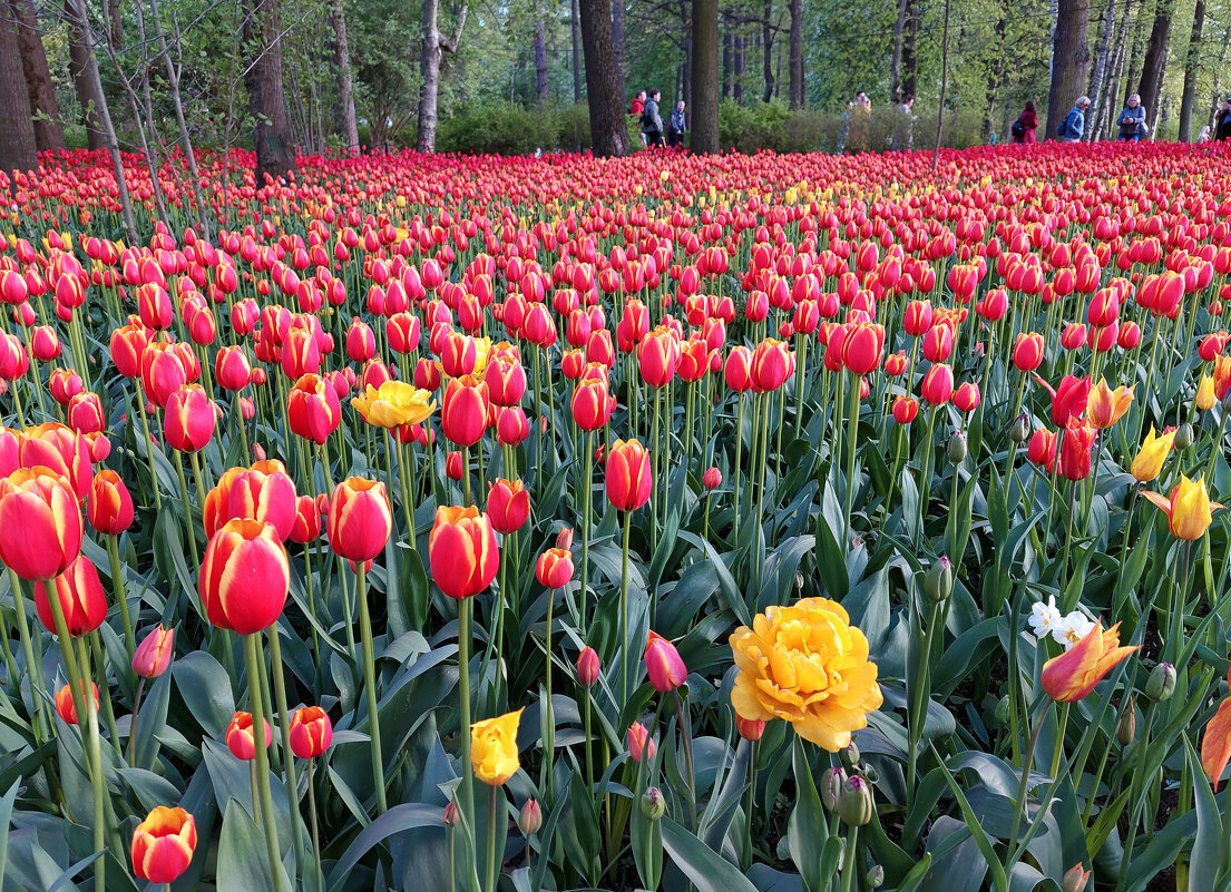 Море тюльпанов - Ирина Румянцева Море тюльпанов - Ирина Румянцева