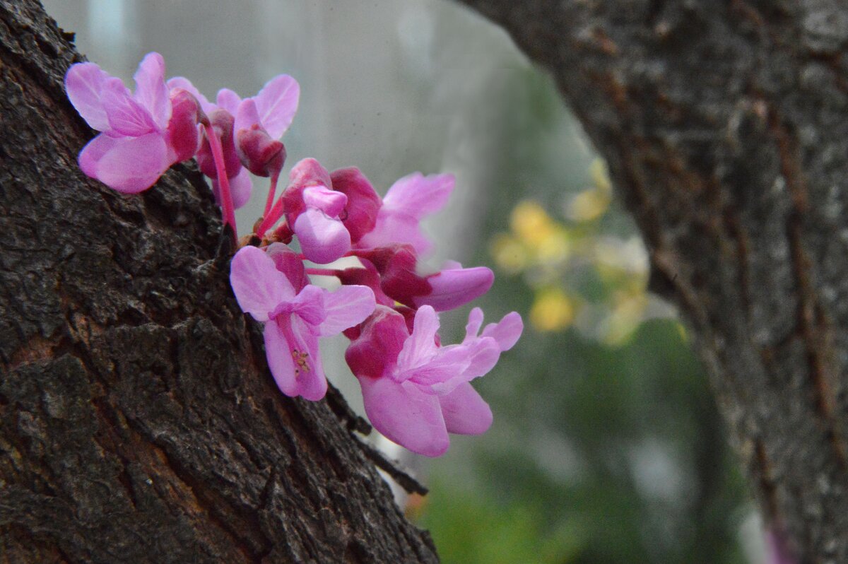 Багряник европейский - церцис - Надежда Куркина Багряник европейский - церцис - Надежда Куркина