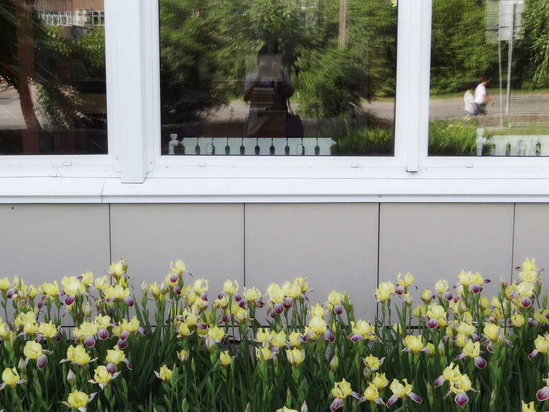 Iris germanica - Maria Rainer