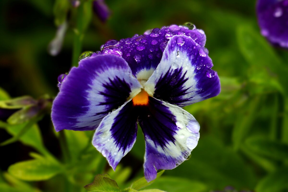 После дождя - Юрий. Шмаков После дождя - Юрий. Шмаков