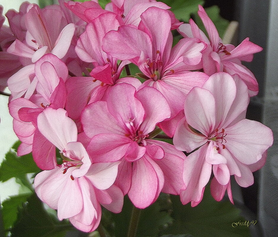 Герань - Freddy 97