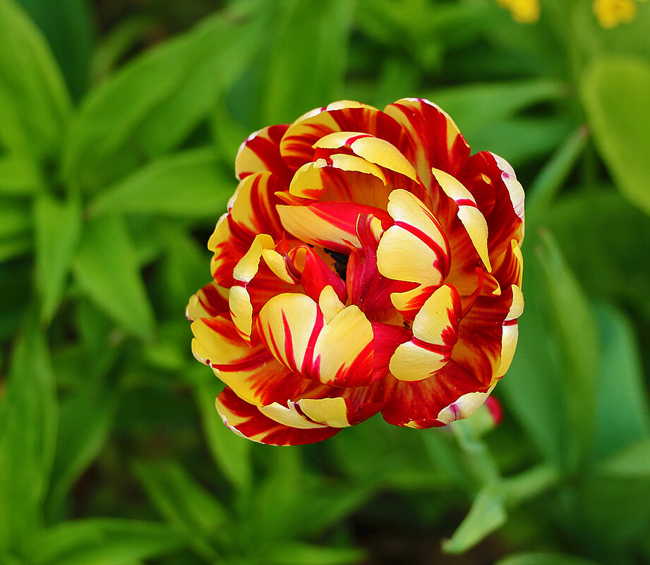 Махровый красавец - Светлана Махровый красавец - Светлана