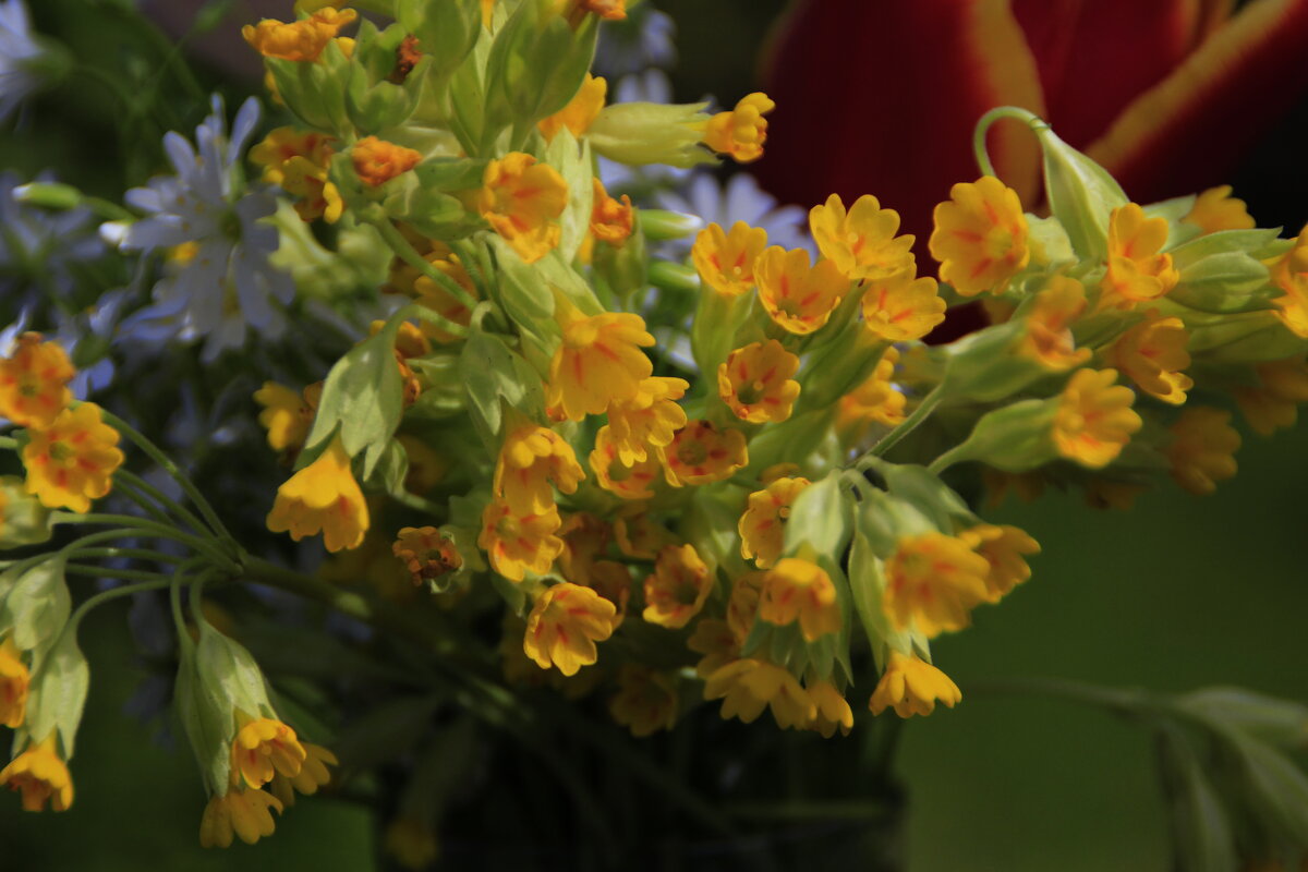 Майские цветочки.. - Татьян@ Ивановна Майские цветочки.. - Татьян@ Ивановна