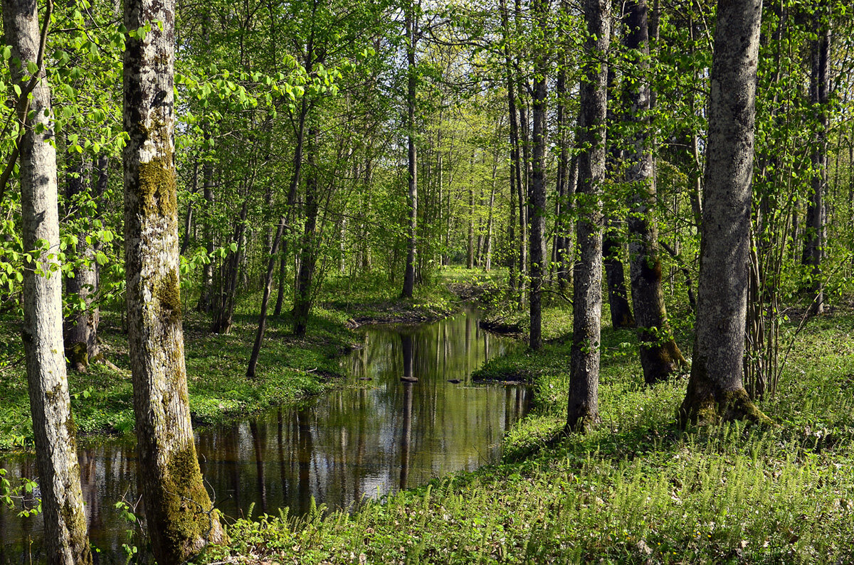 Лесная речушка.... - Aleksandr Gal Лесная речушка.... - Aleksandr Gal