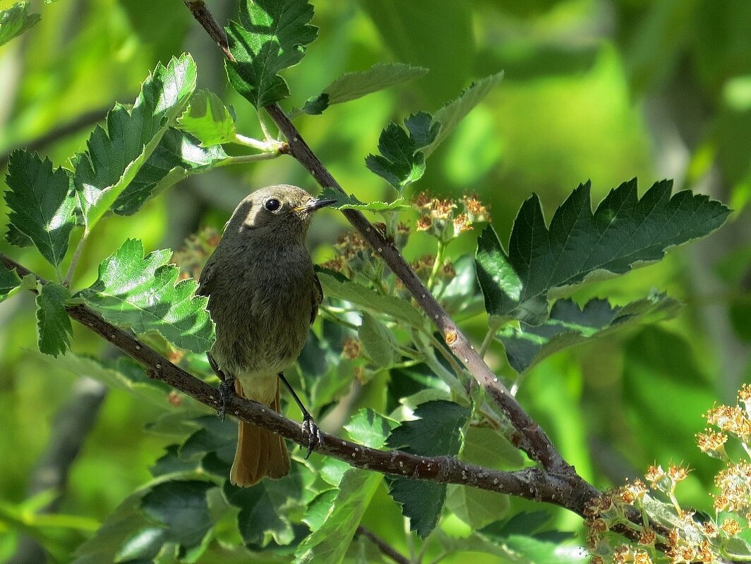 Среди листвы в тенёчке ))) 6 - Natali 