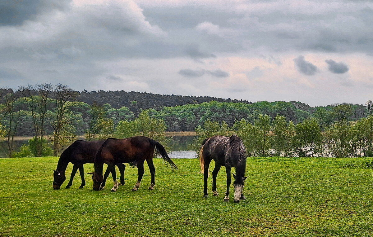 Пасущиеся кони - Андрей K. Пасущиеся кони - Андрей K.