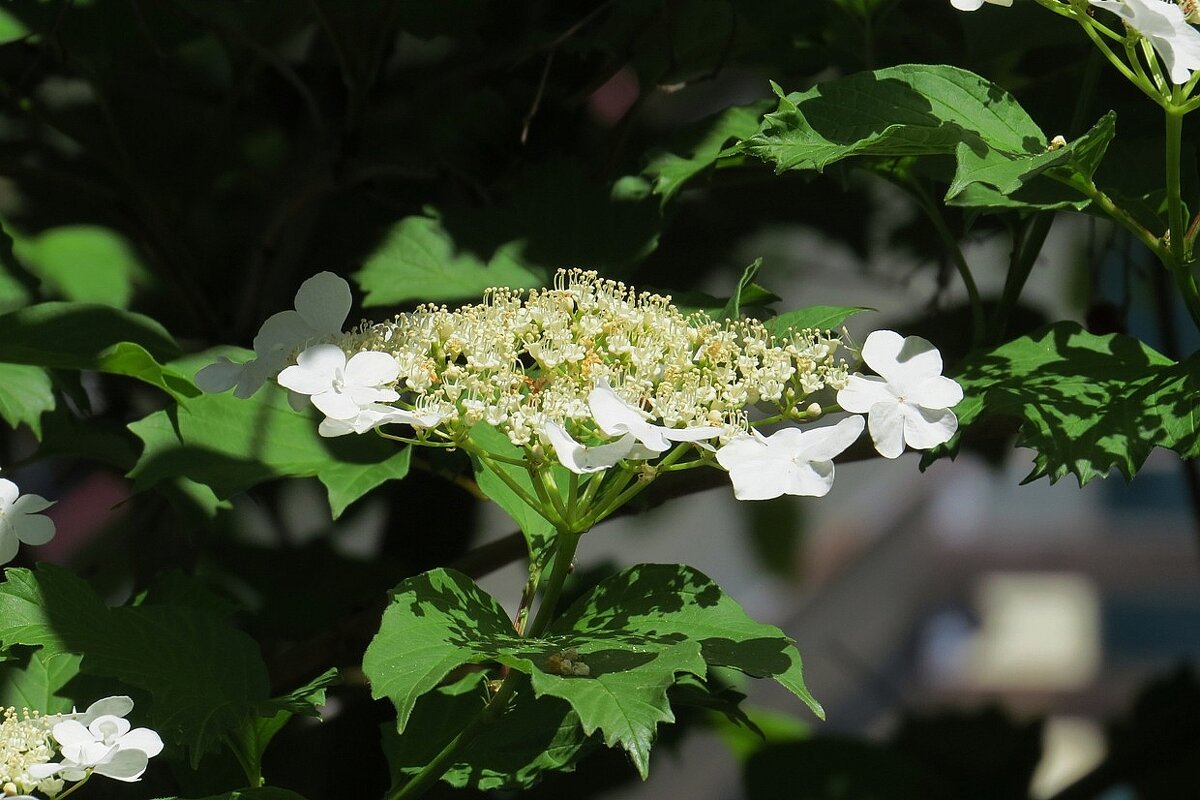 Калина - Natali 