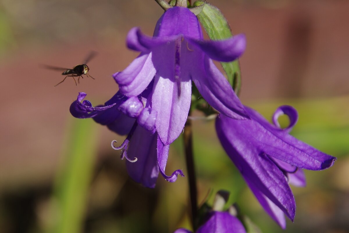 Ищет посадку на цветок - Сергей Швечков