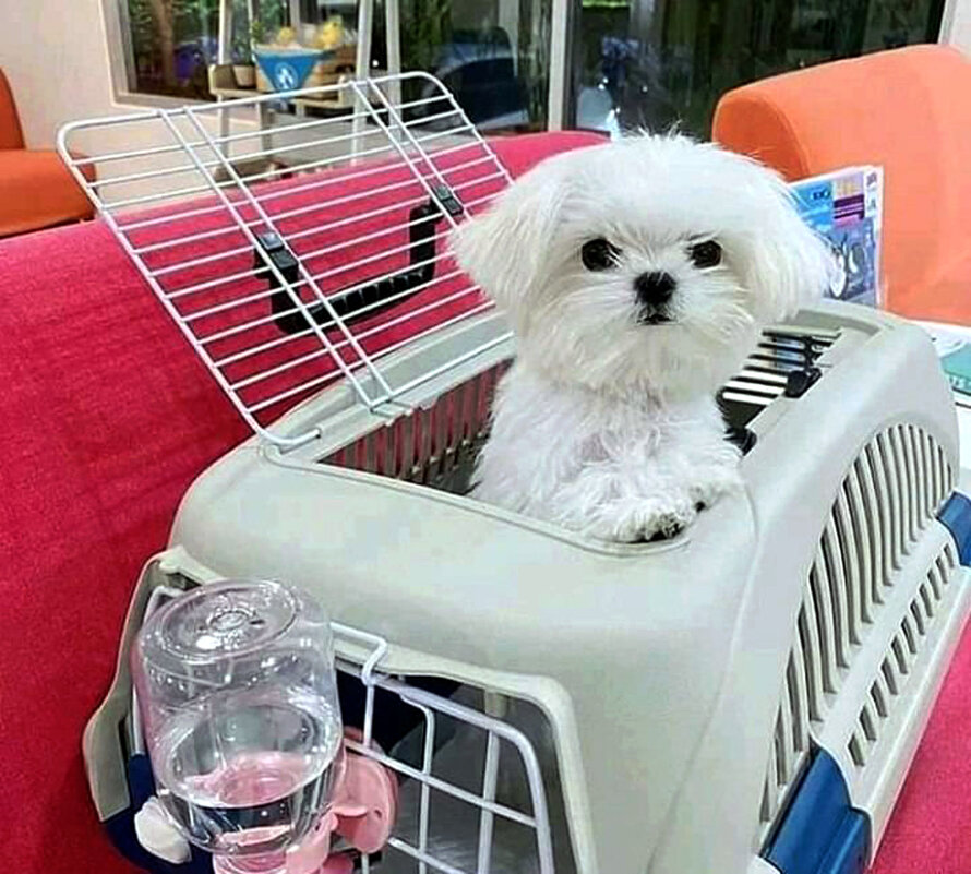 ЧЕГО НАДО - Анатолий Малобродский ЧЕГО НАДО - Анатолий Малобродский