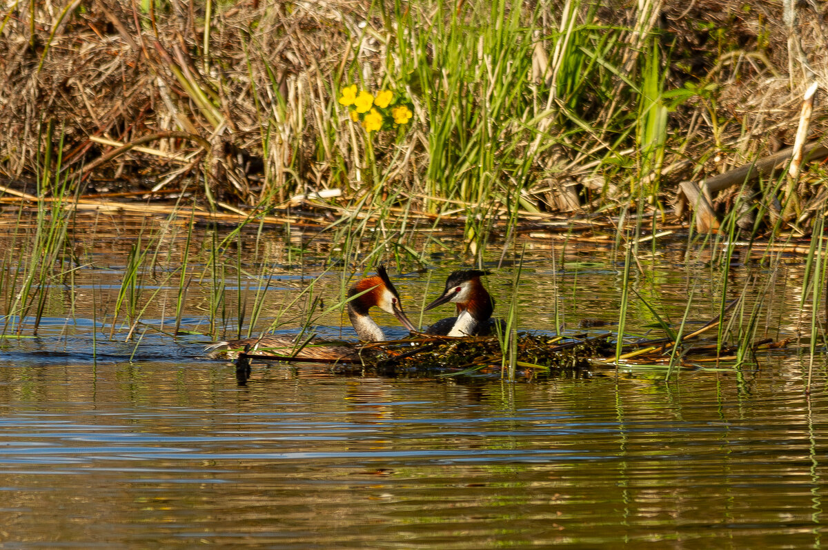Чомги. Строительство гнезда. - Yuri Chudnovetz