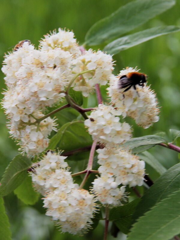 Весна - victor Lion