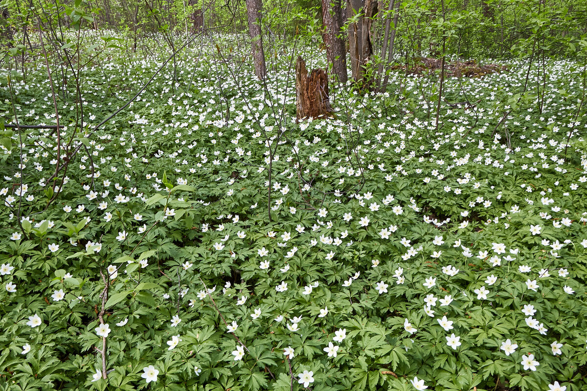 Поляна цветов - Алексей Р. Поляна цветов - Алексей Р.
