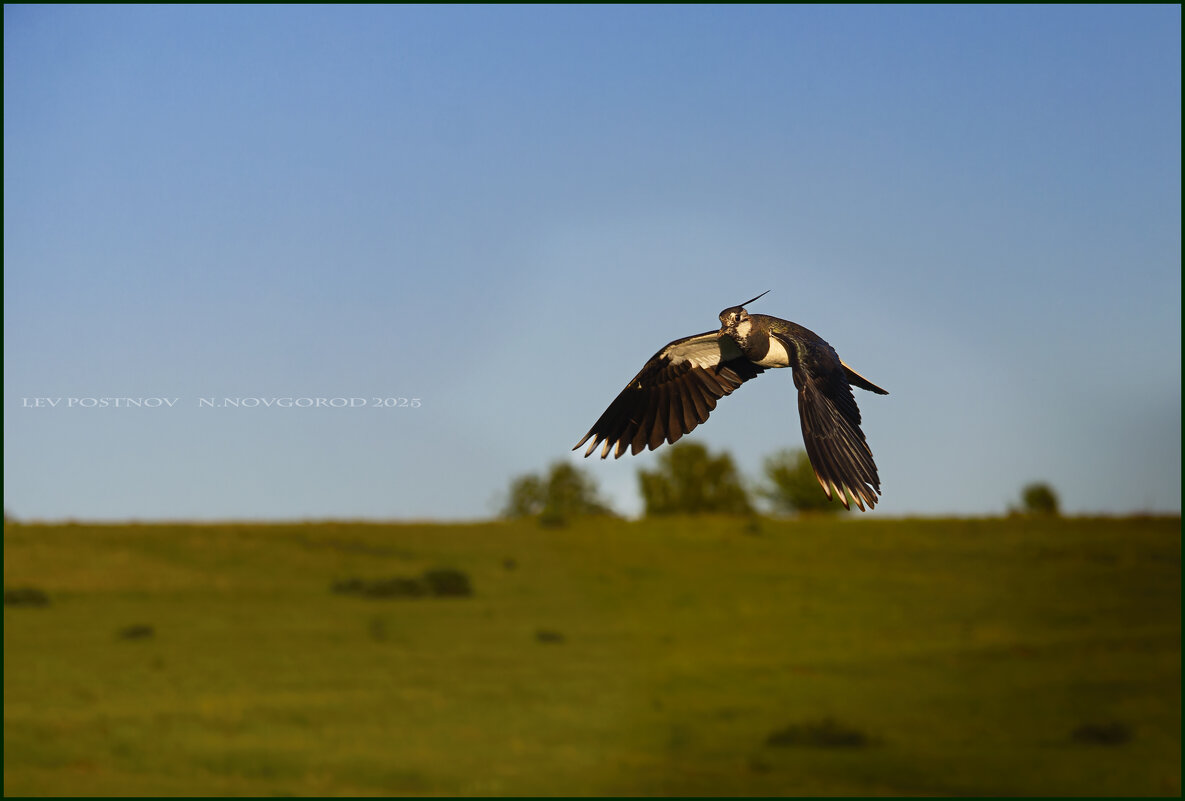 Чибис. - leff Postnov