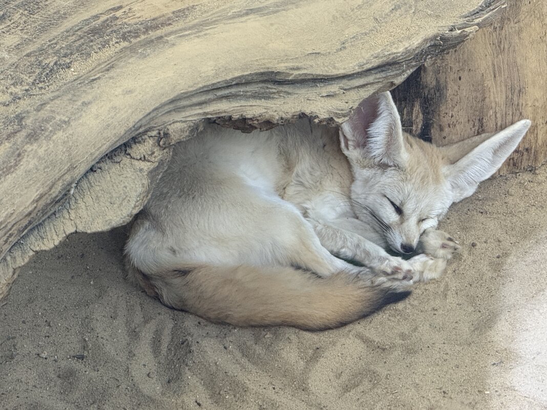 Фенек из Московского зоопарка - <<< Наташа >>>