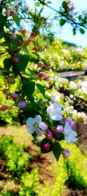 Ветка яблони - Алексей Ильичёв Ветка яблони - Алексей Ильичёв