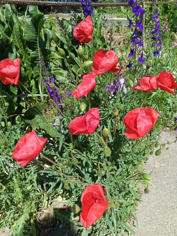Маки и ветер - Татьяна Пальчикова