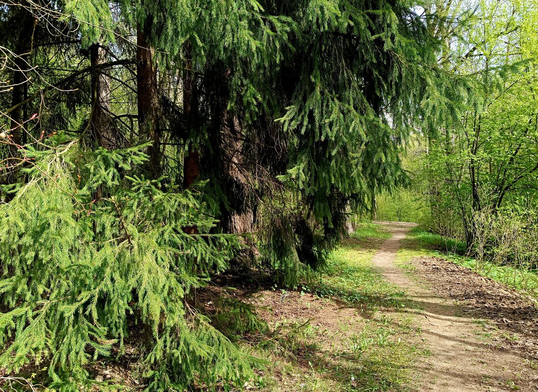 Тропинка от дома к дороге ... - Мария Васильева Тропинка от дома к дороге ... - Мария Васильева