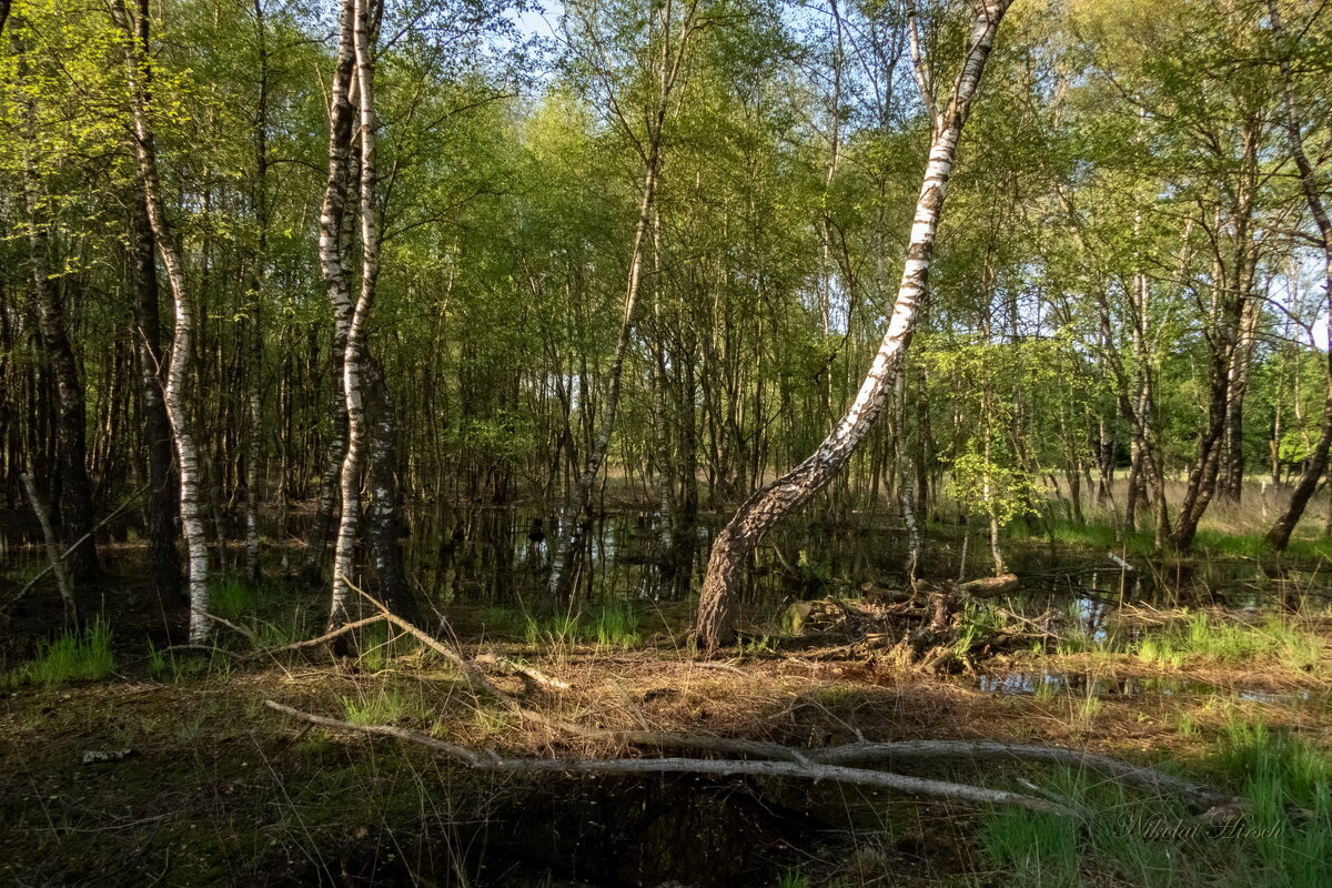 В заповеднике... - Николай Гирш В заповеднике... - Николай Гирш