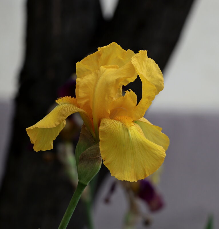 ирис - Игорь Kуленко ирис - Игорь Kуленко