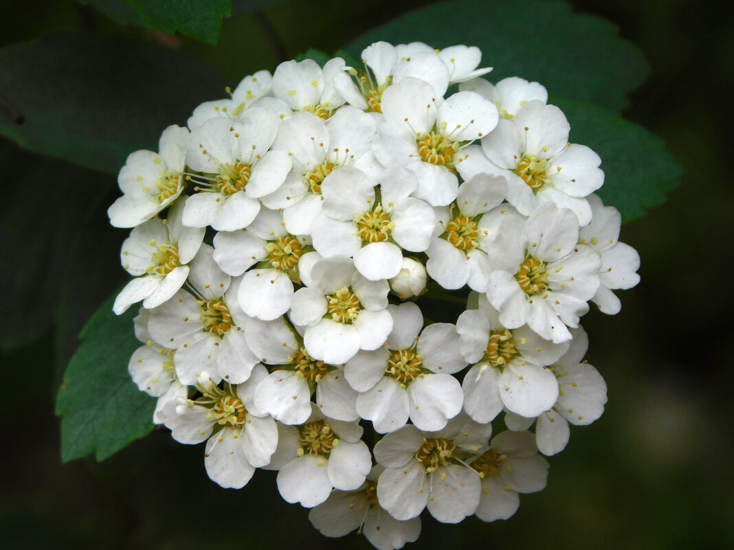 Спирея Вангутта - Наиля 