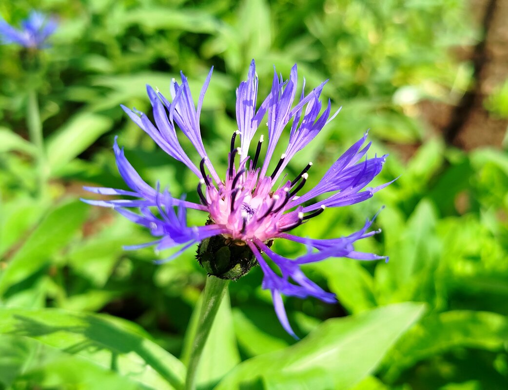 Василек - светлана льдокова