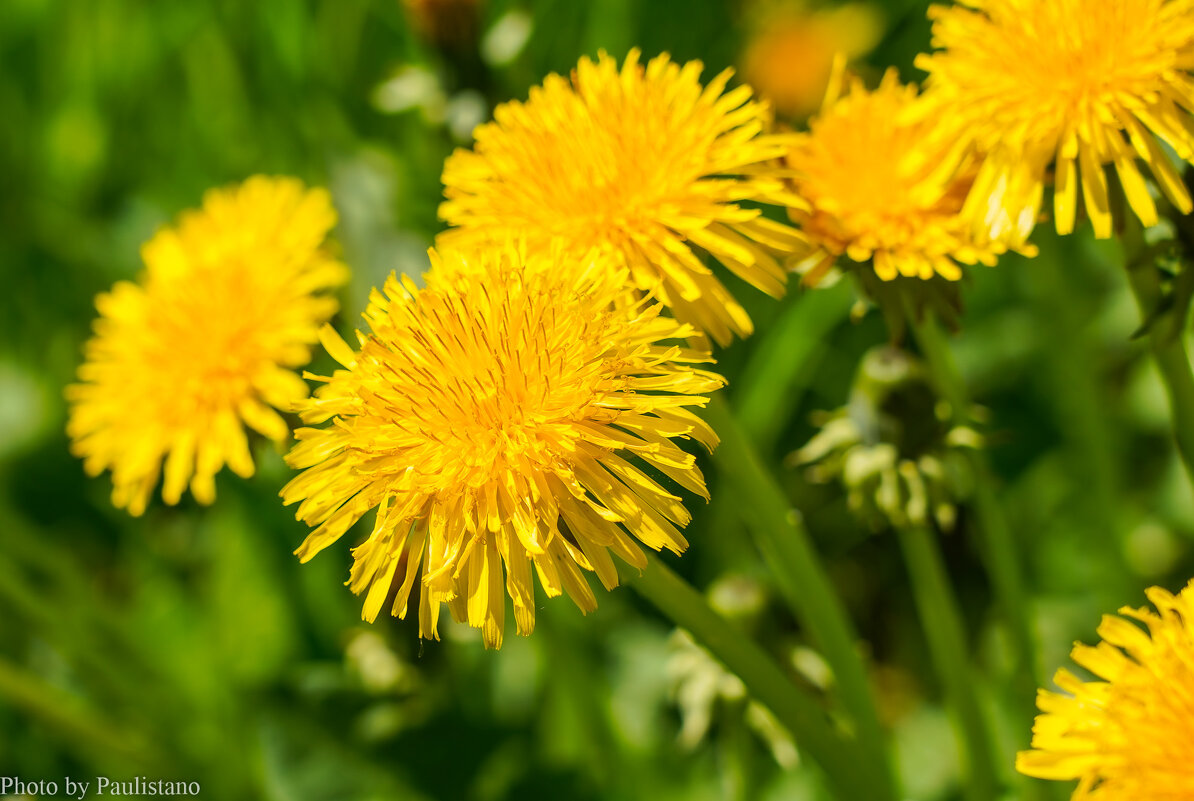 На лугу... - Владимир Жданов На лугу... - Владимир Жданов