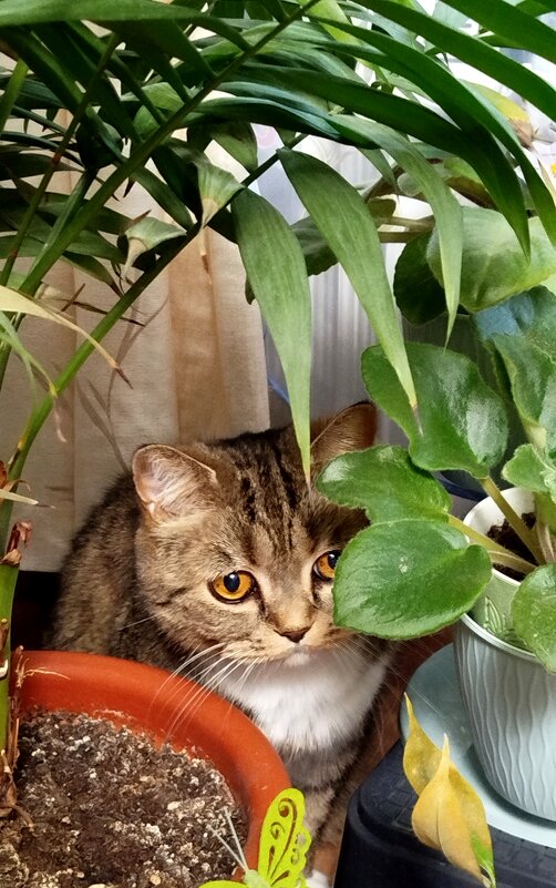 В засаде - светлана льдокова