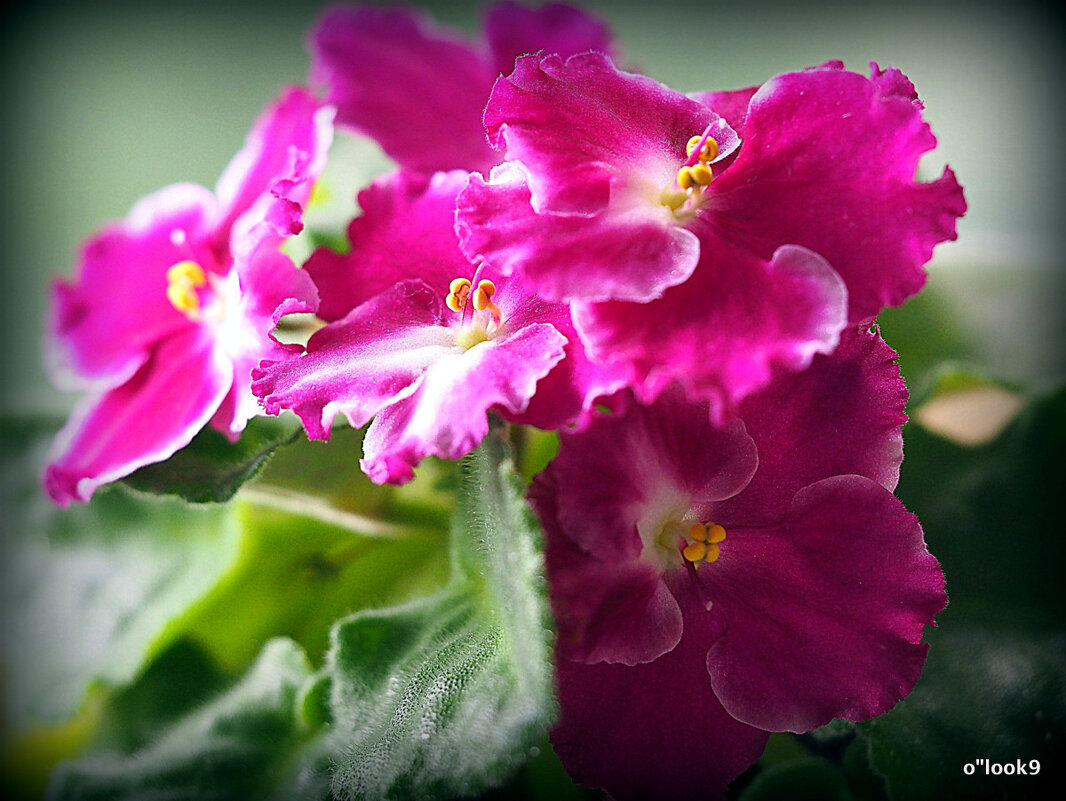 маленькие радости - Олег Лукьянов маленькие радости - Олег Лукьянов