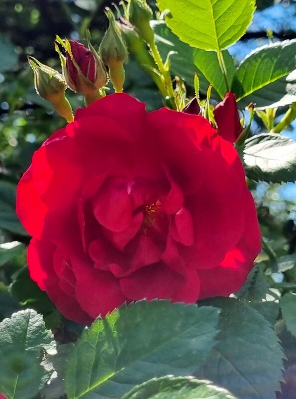 Солнечный день - Наталья Солнечный день - Наталья