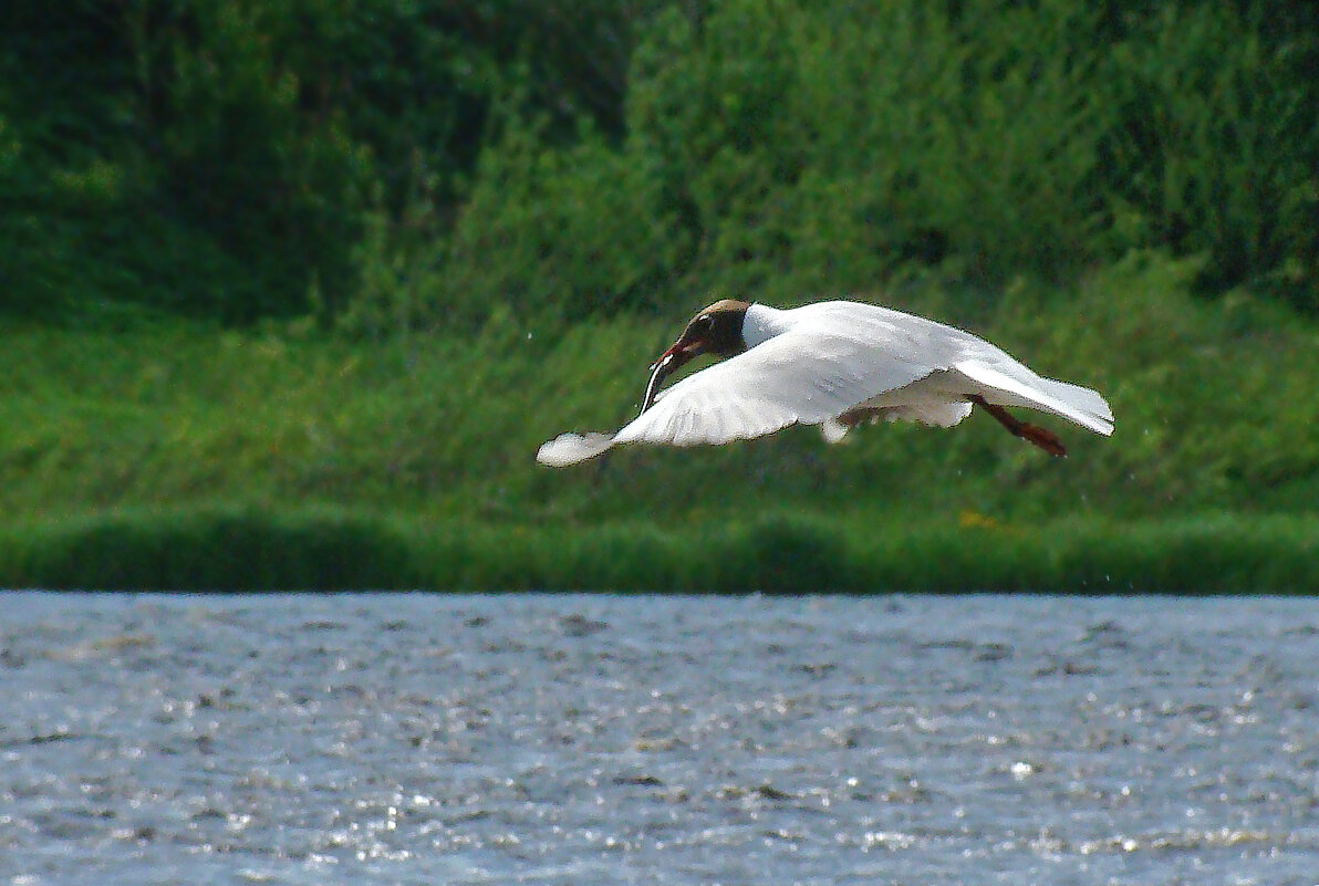 озерная чайка - gawrilа - dan