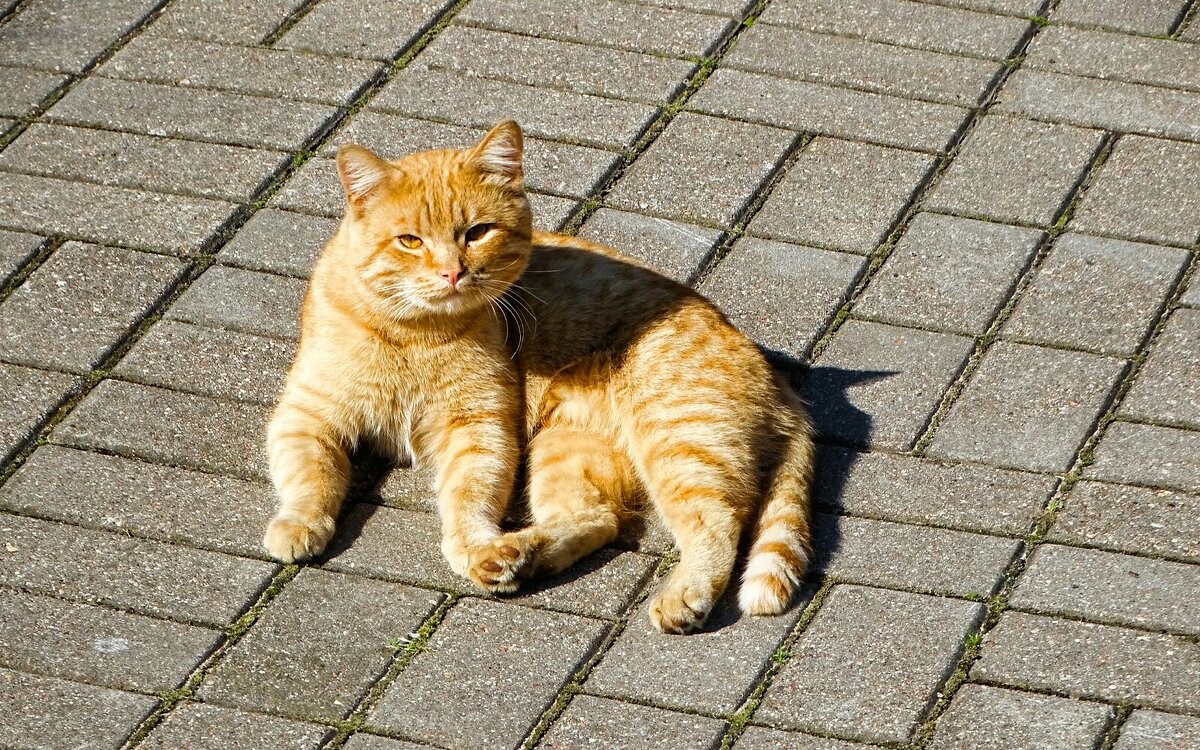 Рыжий кот на церковном дворе. - Милешкин Владимир Алексеевич 