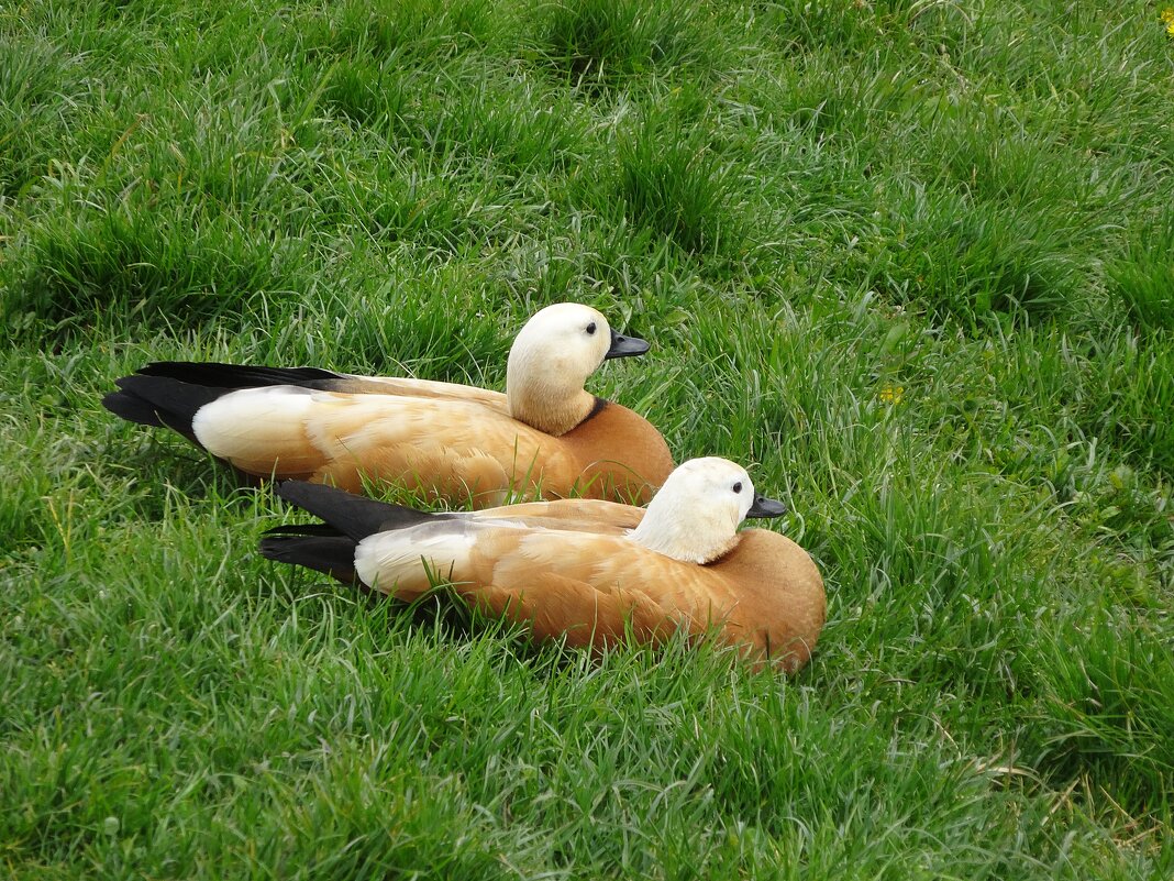 Огари - Лидия Бусурина Огари - Лидия Бусурина