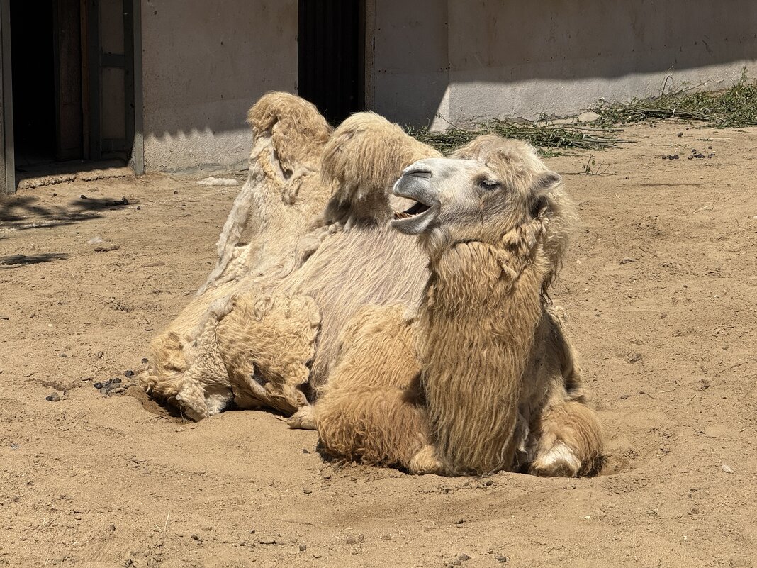 Верблюд - <<< Наташа >>> Верблюд - <<< Наташа >>>