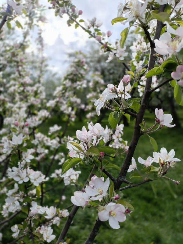 яблони в цвету... - Галина R... яблони в цвету... - Галина R...