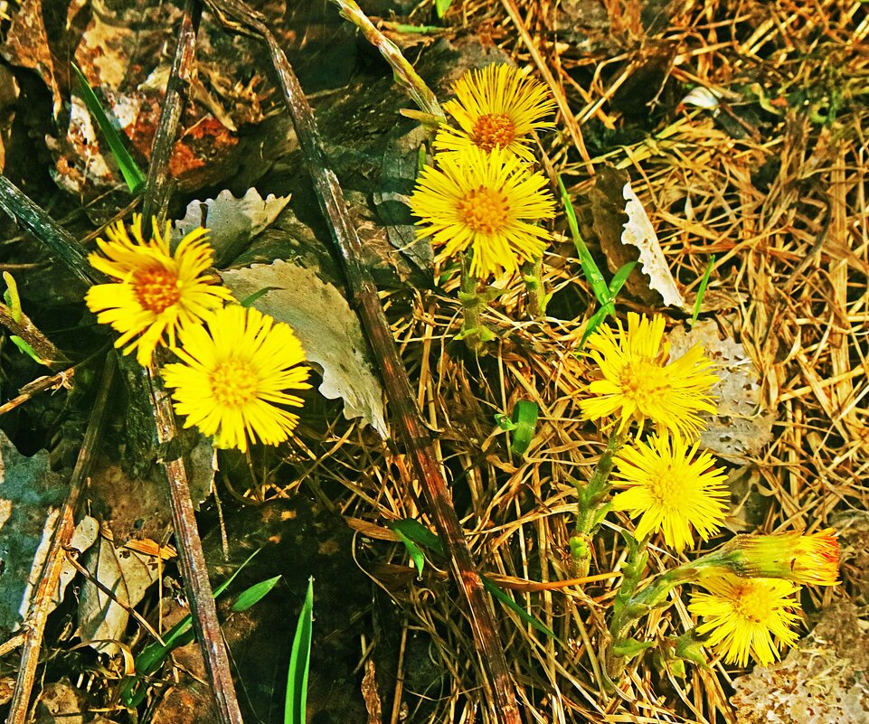 Май...Золотые монетки мать-и -мачехи! - Владимир 