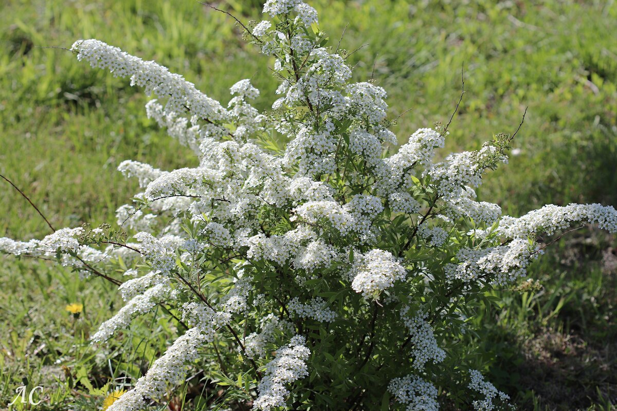Спирея Вангутта - Любовь Сахарова Спирея Вангутта - Любовь Сахарова